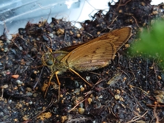 Cephrenes trichopepla