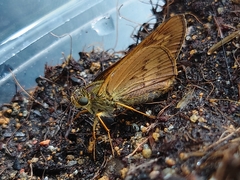 Cephrenes trichopepla