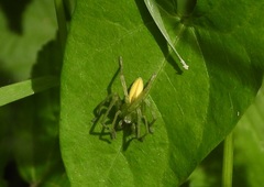 Micrommata virescens
