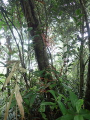 Erythrorchis altissima