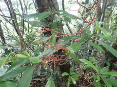 Erythrorchis altissima