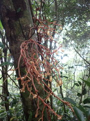 Erythrorchis altissima