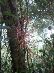 Erythrorchis altissima