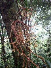 Erythrorchis altissima