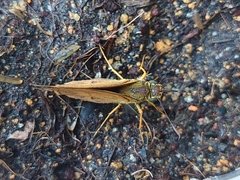 Cephrenes trichopepla