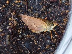 Cephrenes trichopepla