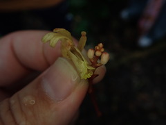 Erythrorchis altissima