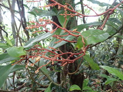 Erythrorchis altissima