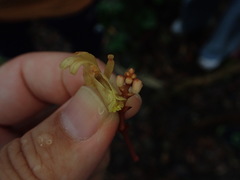 Erythrorchis altissima