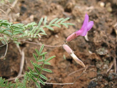 Astragalus angarensis