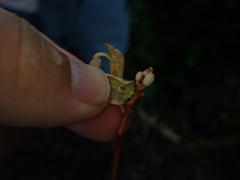 Erythrorchis altissima