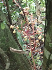 Erythrorchis altissima