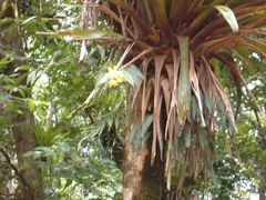 Sobralia xantholeuca