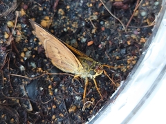 Cephrenes trichopepla