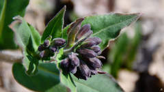 Pulmonaria mollis