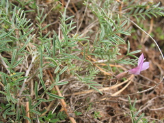 Astragalus angarensis