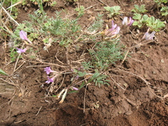 Astragalus angarensis