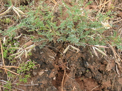 Astragalus angarensis