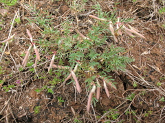 Astragalus angarensis
