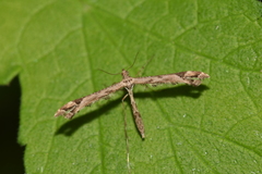 Platyptilia calodactyla
