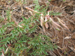 Astragalus angarensis