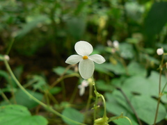 Begonia crenata