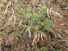 Astragalus angarensis