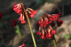 Primula maximowiczii