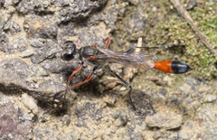 Ammophila heydeni