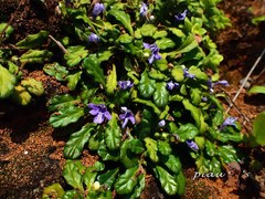 Ajuga pygmaea