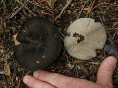 Melanoleuca fusca