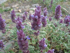 Dracocephalum pinnatum