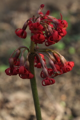 Primula maximowiczii
