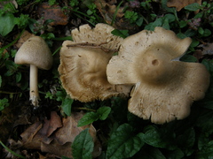 Inocybe sindonia
