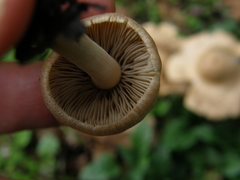 Inocybe sindonia