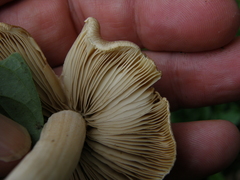 Inocybe sindonia