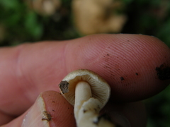 Inocybe sindonia