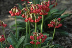 Primula maximowiczii
