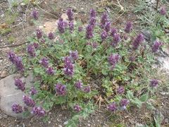 Dracocephalum pinnatum