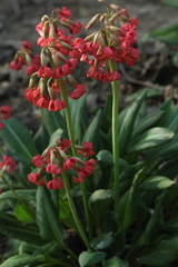 Primula maximowiczii
