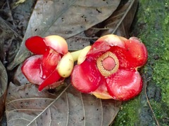 Garcinia atroviridis