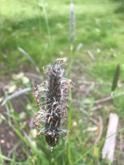 Alopecurus geniculatus