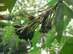 Oroxylum indicum