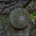 Mammillaria tetracantha - Photo 由 Cristian Olvera 所上傳的 (c) Cristian Olvera，保留部份權利CC BY-NC-ND