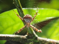 Argiope versicolor