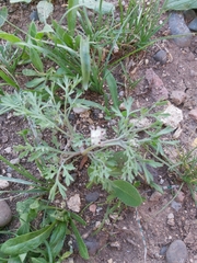 Fumaria parviflora