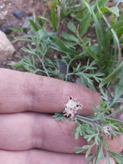 Fumaria parviflora