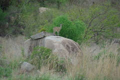 Oreotragus oreotragus transvaalensis