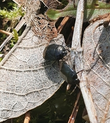 Sehirus luctuosus