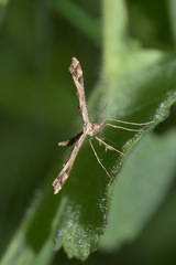 Platyptilia calodactyla